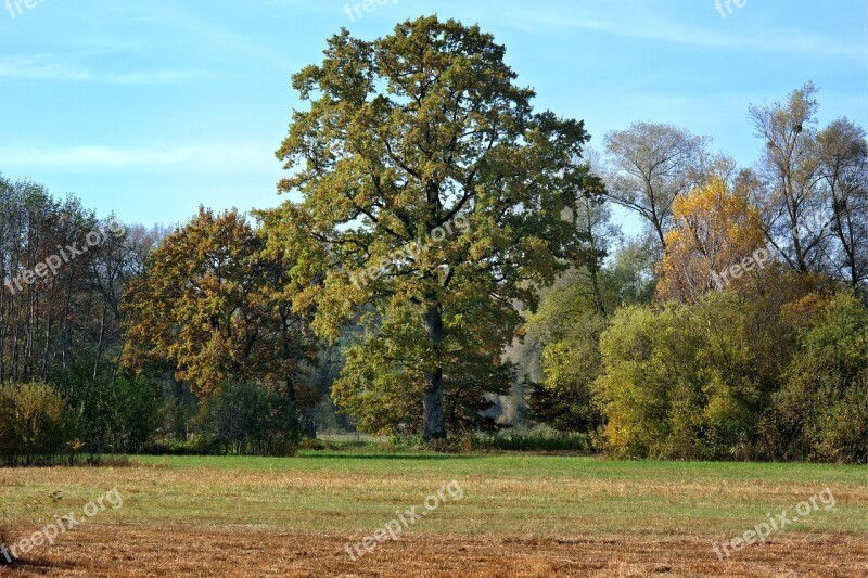 Autumn Trees Color Nature Colored