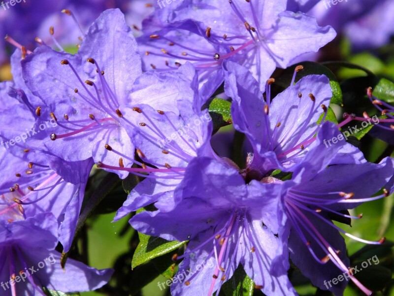 Azaleas Flowers Flower Purple Azure Cloud Violet