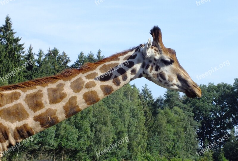 Giraffe Zoo Spotted Neck Wildlife Park