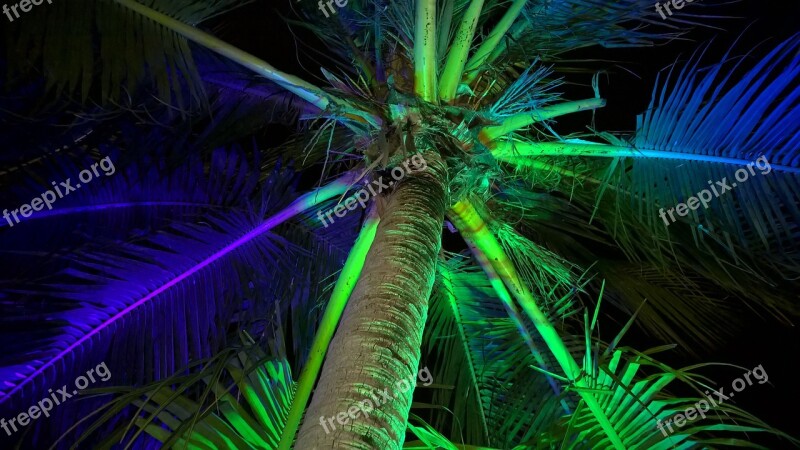 Palm Light Effect Beach Night Flash