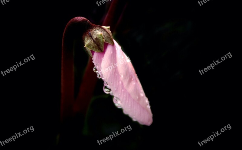 Cyclamen Drops Rain Free Photos