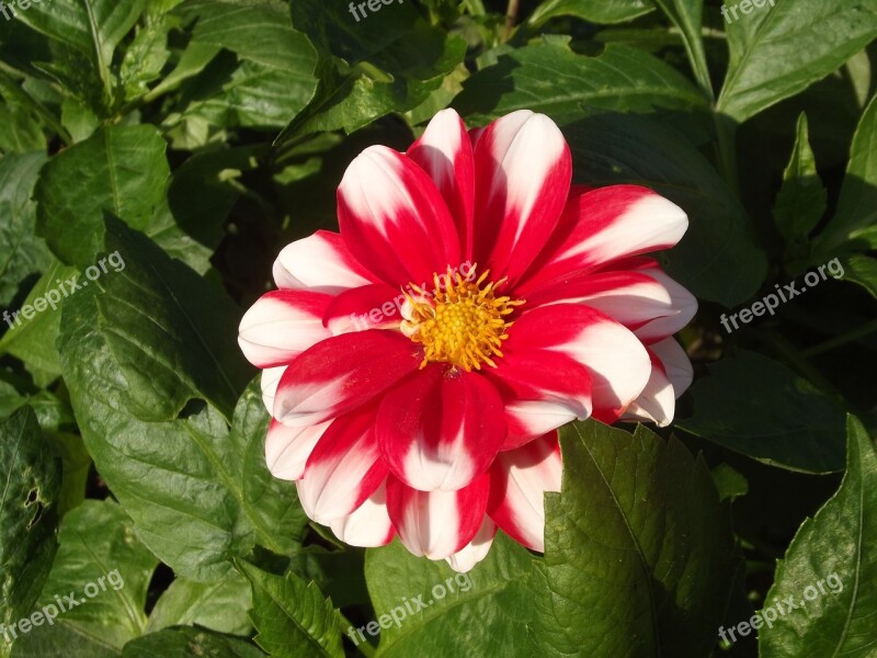 Flower Red Dahlia Blossom Bloom