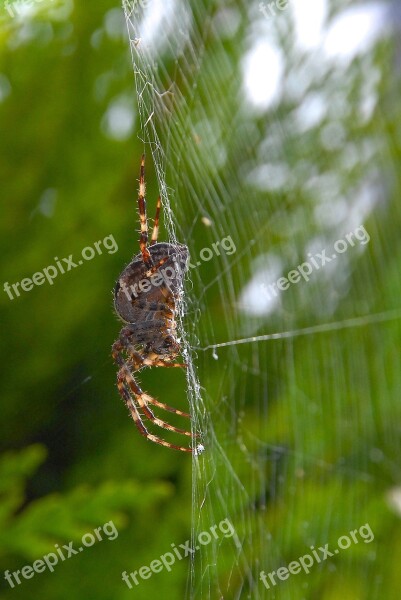 Spider Wire Canvas Nature Macro