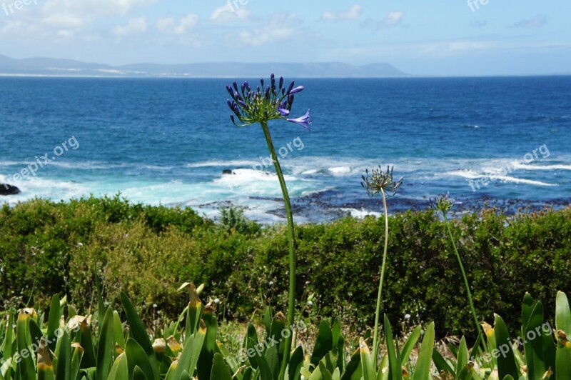 Hermanus South Africa Ocean Nature Coast