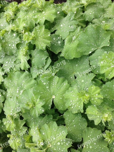 Leaves Dew Leaf Drop Of Water Drip