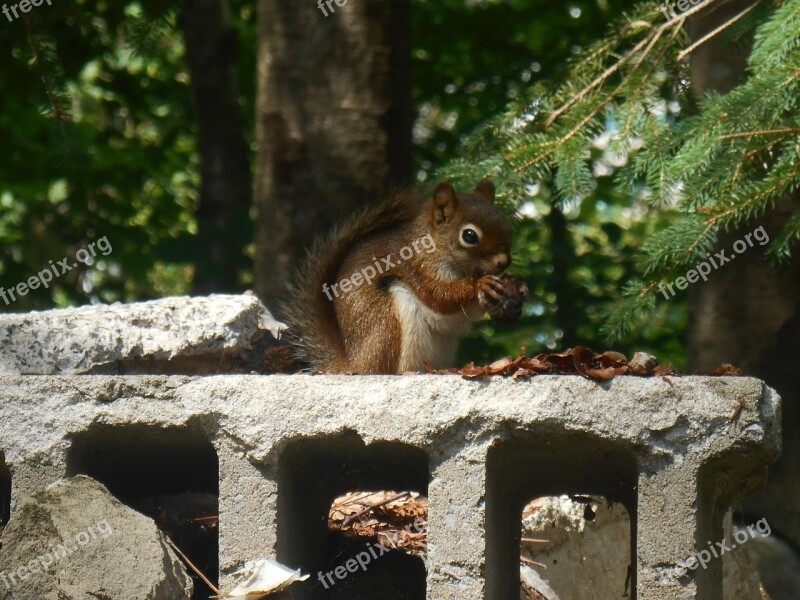 Canada Squirrel Trees Nature Animal