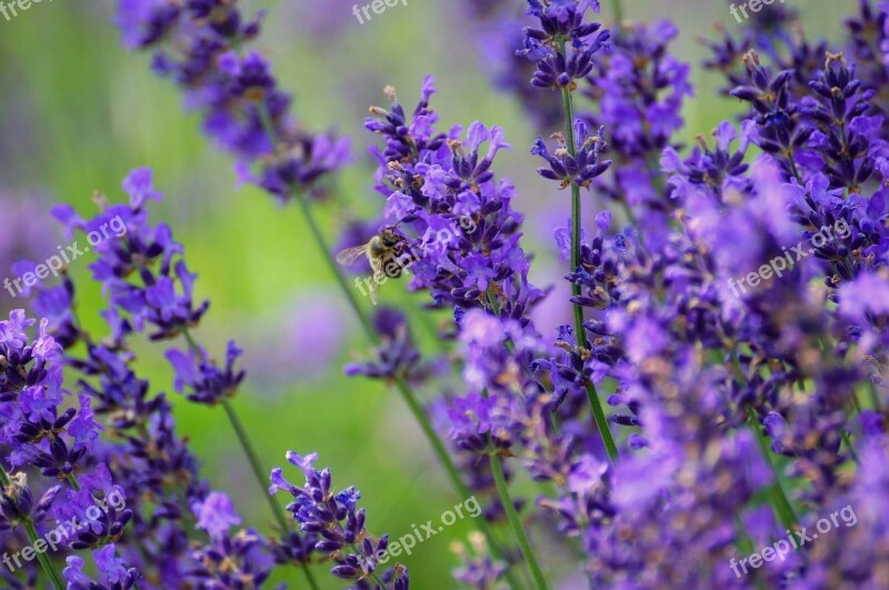 Lavender Nature Plant Purple Flower Meadow