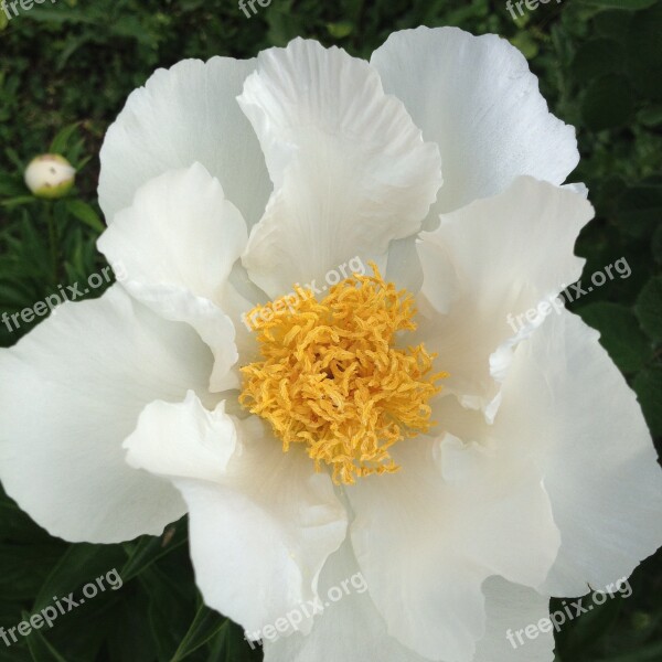 Peonies Flowers White Free Photos