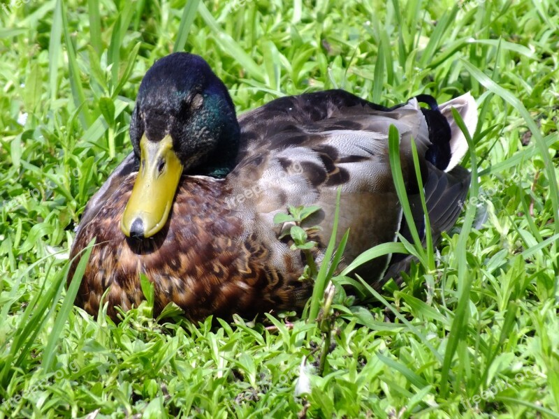 Duck Drake Wild Duck Water Bird Rest