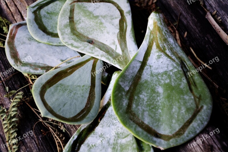 Leaves Patterns Growing Garden Free Photos