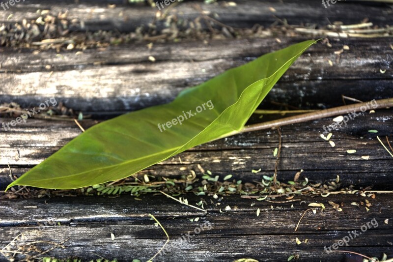 Green Leaf New Growth Garden Free Photos