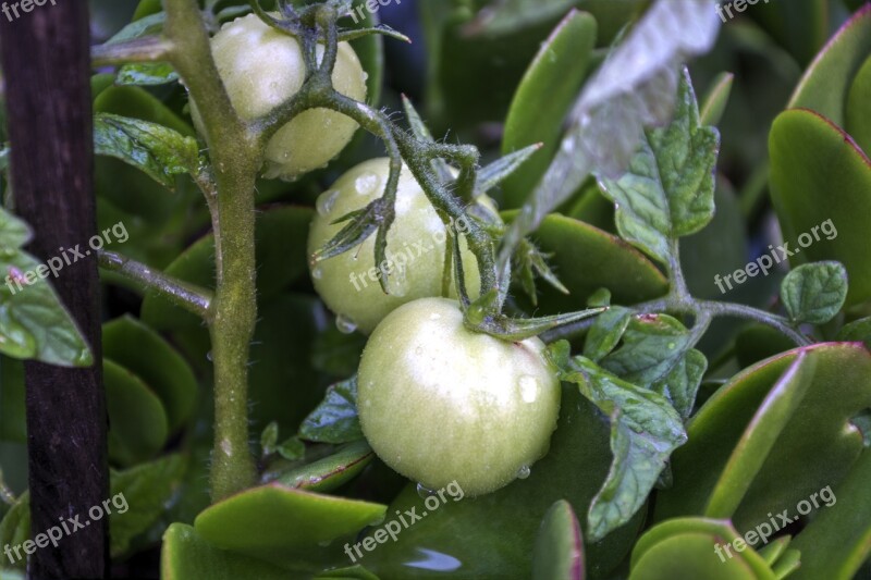 Growing Tomatoes Green Organic Garden Free Photos