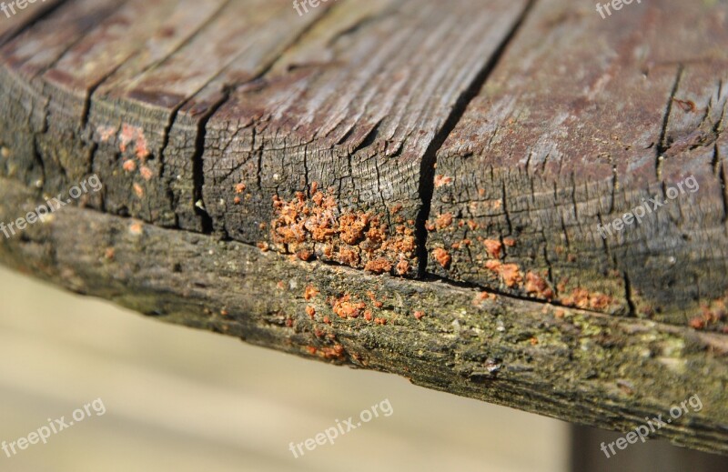 Wood Fungi Fungus Decay Weathered