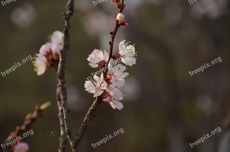 Plum Boring Shooting White Blossom Spring