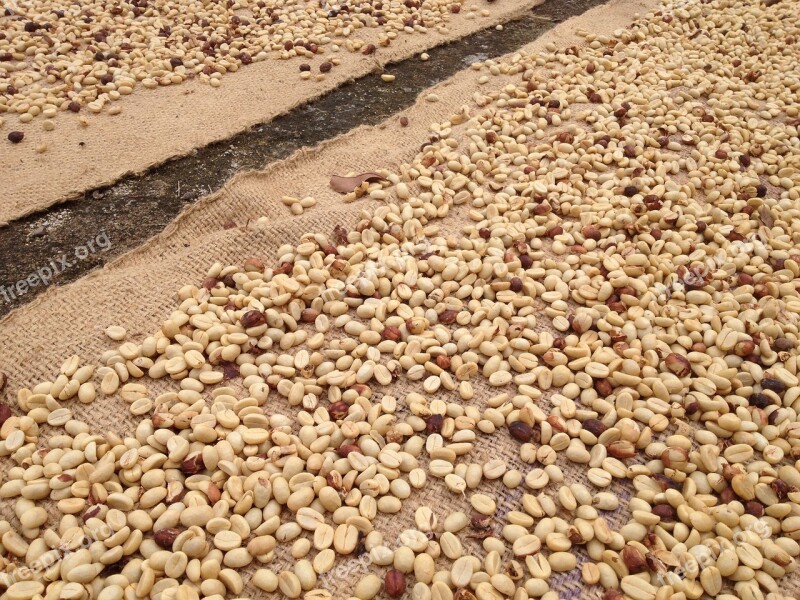 Raw Coffee Coffee Beans Drying Coffee Coffee Raw