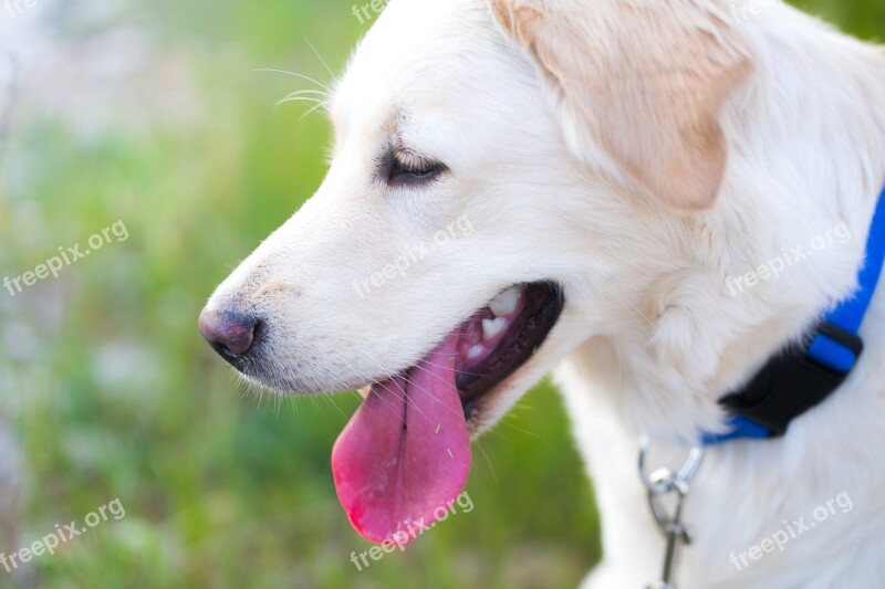 Dog Golden Retriever Tongue Cute Pet