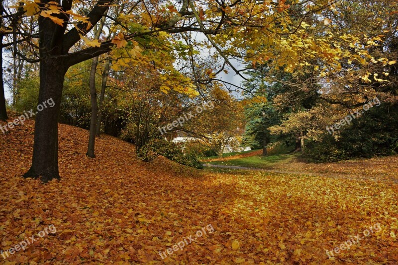 Autumn Nature Colors Trees Leaves