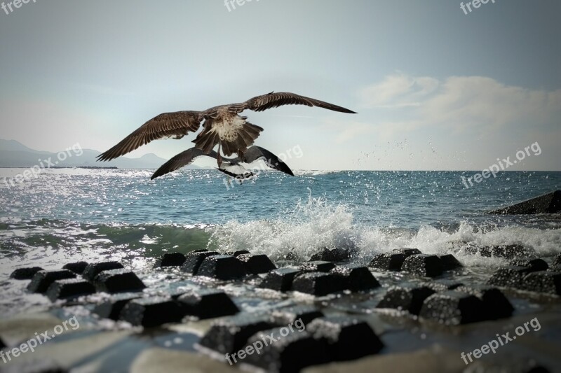 Sea Beach Wave Seagull Birds Of The Sea