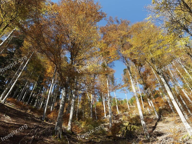 Trees Summits Foliage Forest Trunk