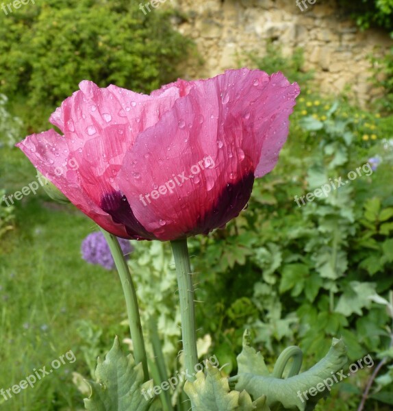 Flower Poppy Pink Poppy Pink Poppy Flowers