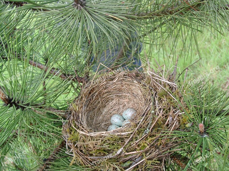 Bird's Nest Egg Nature Bird œuf