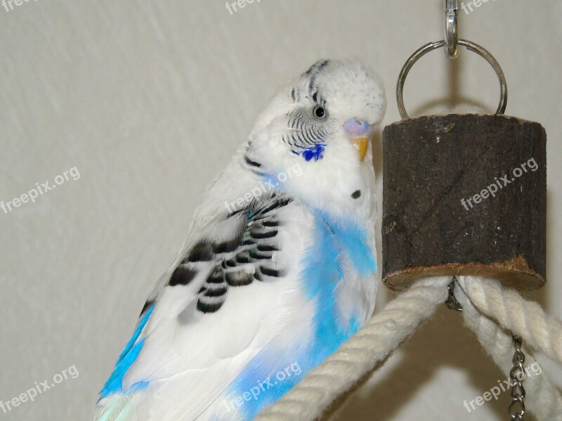 Budgie Parrot Bird Blue White