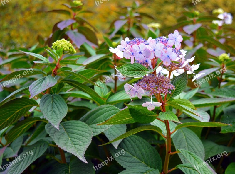 Hydrangea Bush Flowers Pink Plant