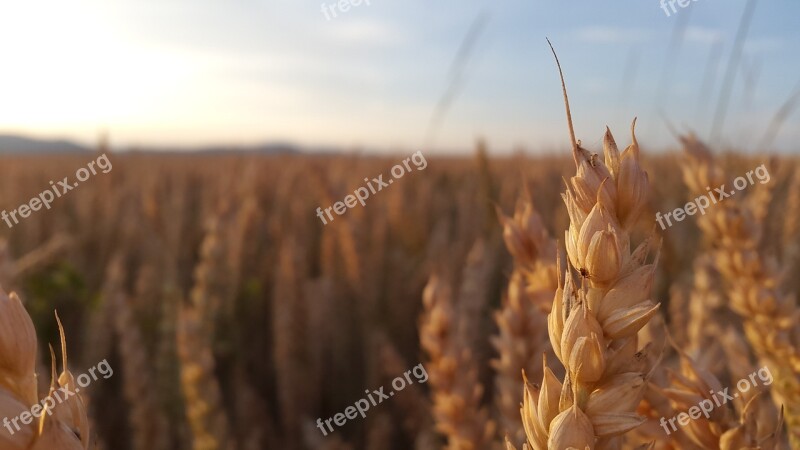 The Grain Summer The Production Of Grain Ears Free Photos