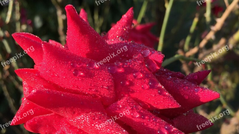 Rose Flower Red Rose Petals Red