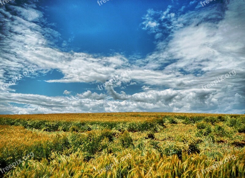 Field Corn Agriculture Wheat Nature