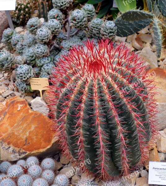 Cactus Ferocactus Pilosus Prickly Cactus Greenhouse Cactaceae