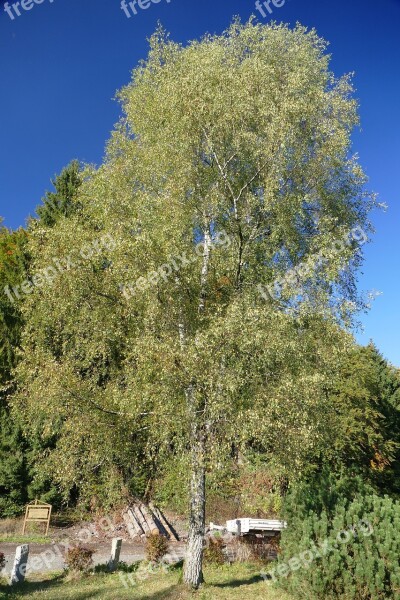 Tree Deciduous Tree Nature Meadow Sky