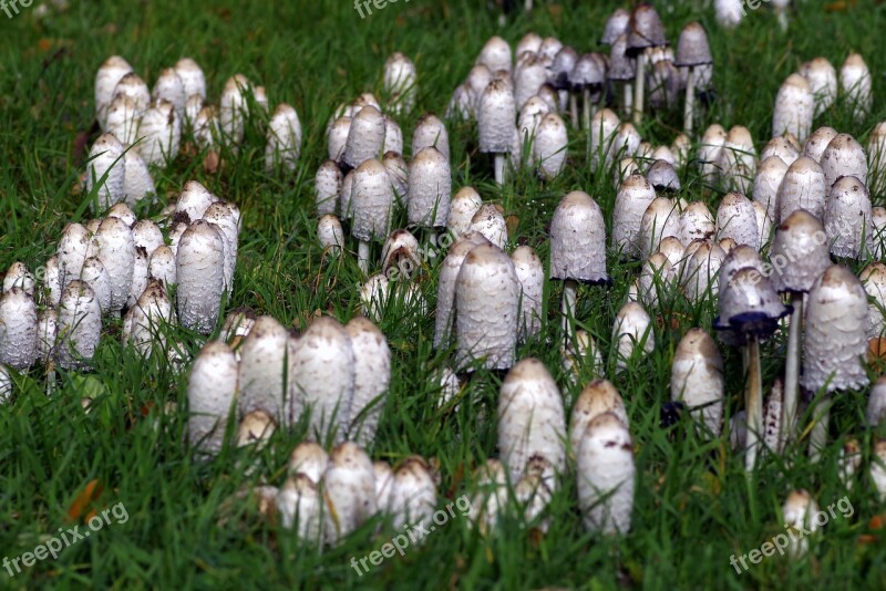 Mushrooms A Lot Of A Lot Meadow Poisoning