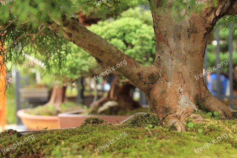 Tree Bonsai Garden Trunk Nature