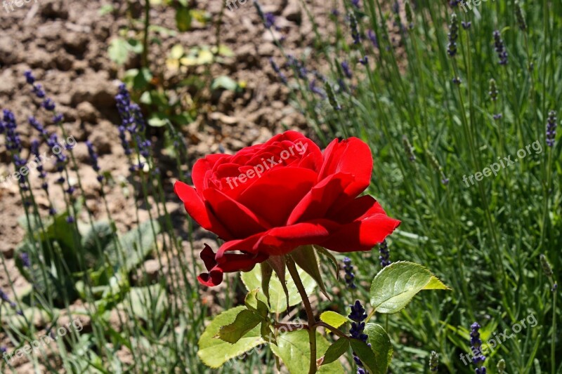 Rose Garden Rose Red Flower Plant