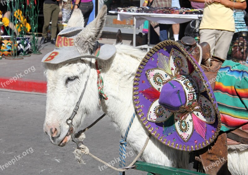 Mexico Border Town Mexico Tourist Burro Nogales Burro Donkey