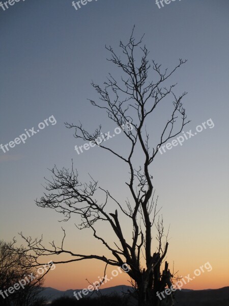 Tree Sunset Landscape Silhouette Branches