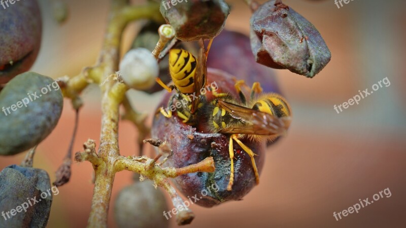 Wasps Grapes Wasps Devoured Grapevine Protection Insect Damage