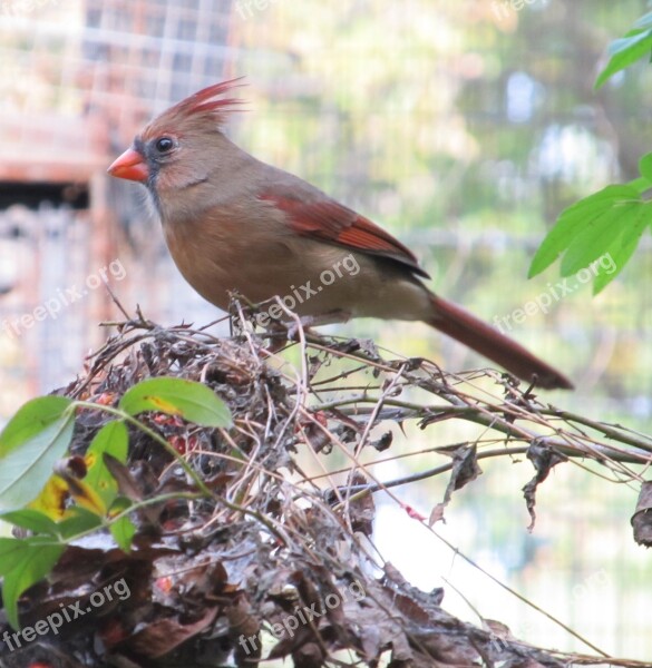 Cardinal Male Redbird Wildlife Bird