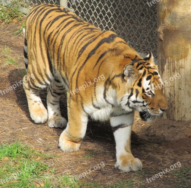 Tiger Big Cat Feline Wildlife Nature