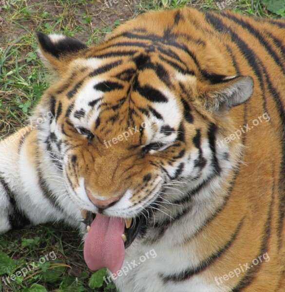 Tiger Tongue Sticking Out Funny Face Looking Big Cat