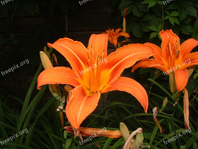 Flowers Garden Bloom Day Lily Garden Flowers