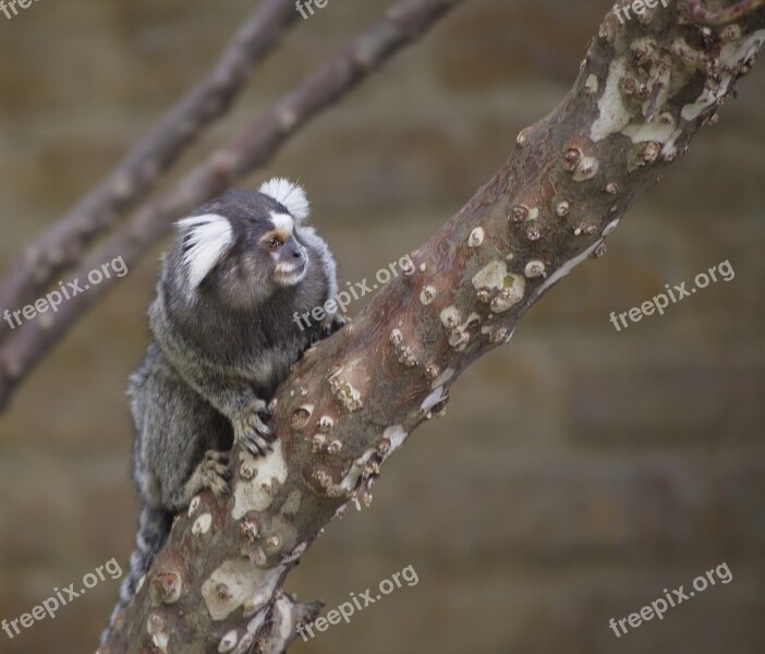 Marmoset Monkey Primate Portrait Cute Animal