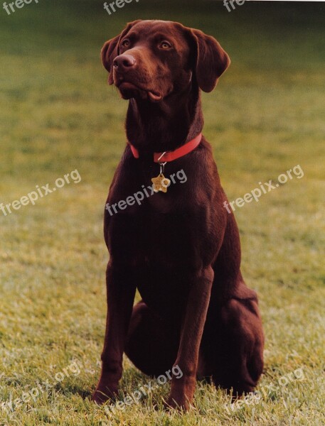 Dog Labrador Retriever Chocolate Sitting Pet