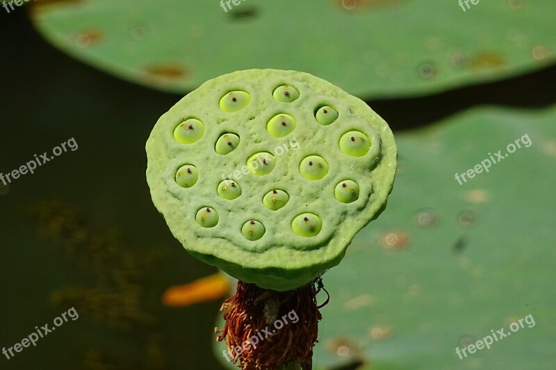 Seed Pod Lotus Flower Head Flower White