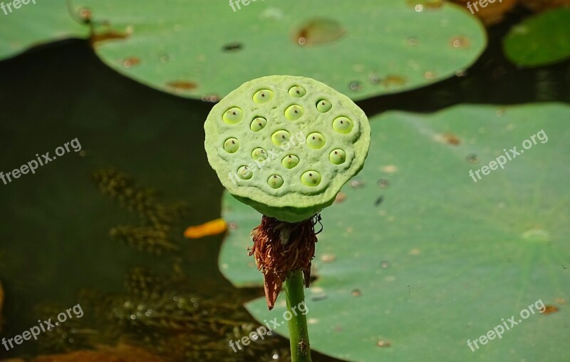 Seed Pod Lotus Flower Head Flower White