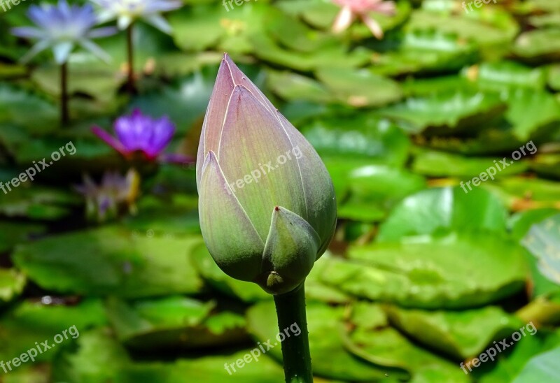 Lotus Bud Pink Flower Nelumbo Nucifera