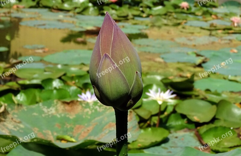 Lotus Bud Pink Flower Nelumbo Nucifera