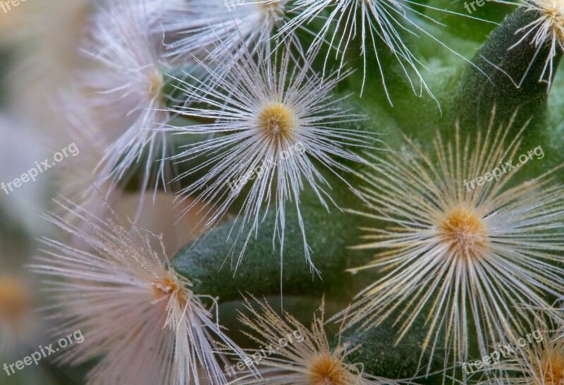 Cactus Mammillaria-carmenae Ball Cactus Spur Plant