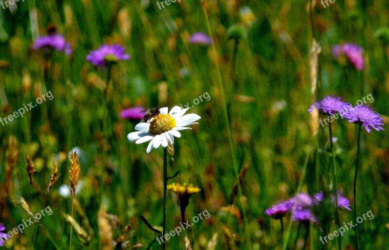 Meadow Mood Nature Flowers Spring